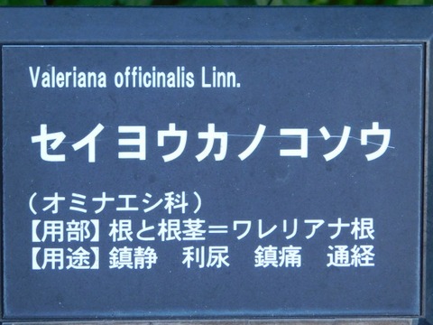 DSCN6707