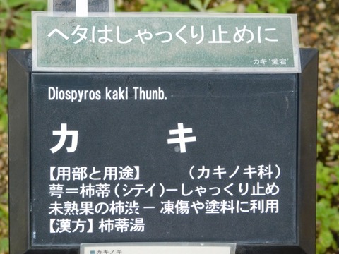 DSCN3318