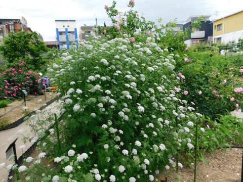 DSCN6756