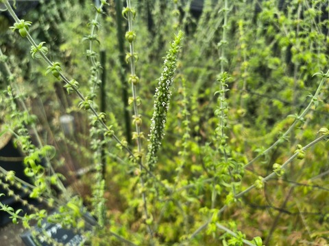 IMG_20260827_133918341_HDR