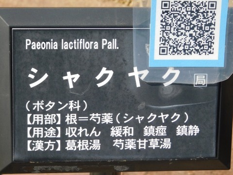 DSCN6322