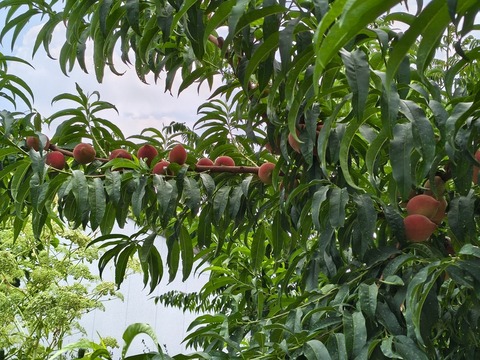 IMG_20260723_113043549_HDR