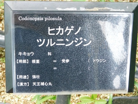 DSCN6860