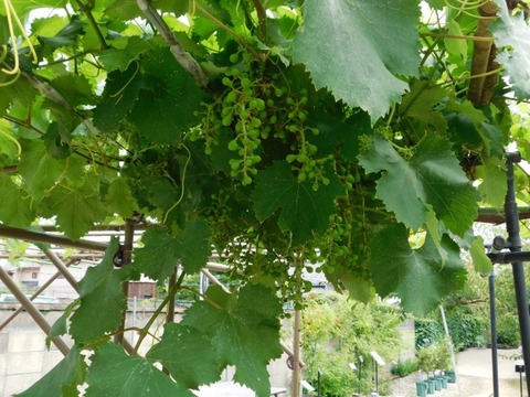 DSCN6833