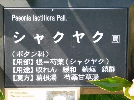 DSCN9368