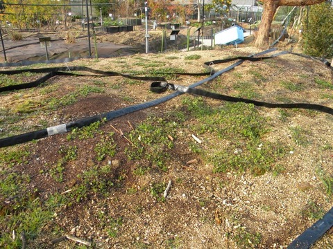 DSCN8502