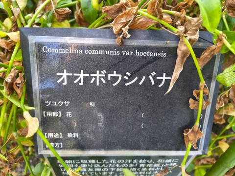 IMG_20260925_072859858_HDR