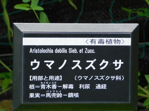 DSCN4237