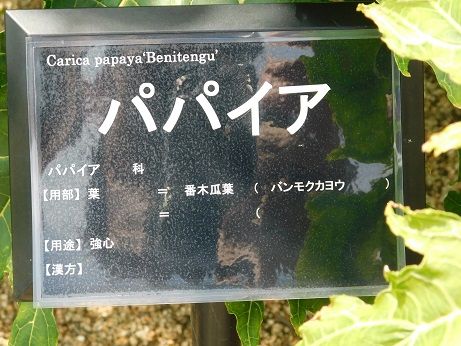 DSCN5961