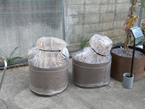 DSCN8406