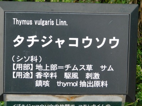 DSCN6470