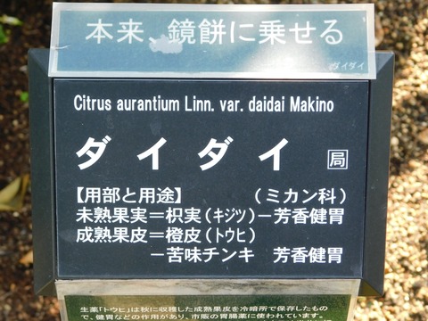 DSCN3931