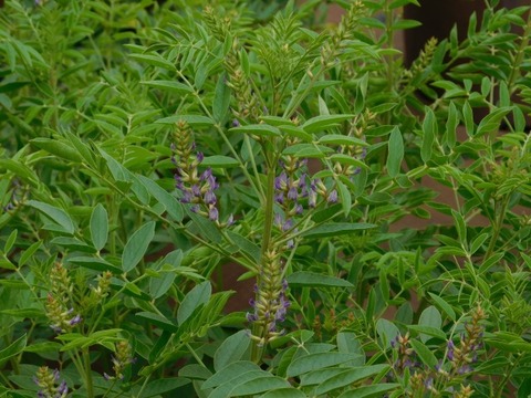 DSCN6754