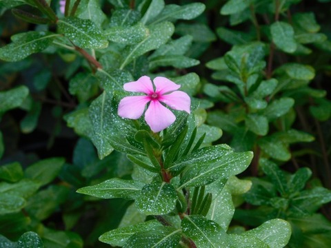 DSCN3067