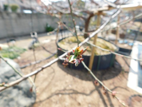 DSCN6366