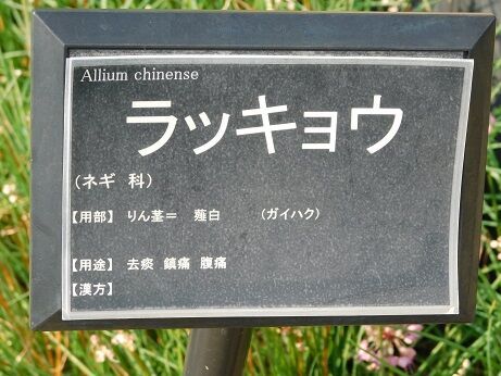 DSCN6614