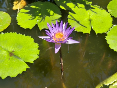 IMG_20260728_112038979_HDR