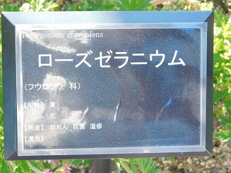 DSCN4842