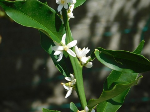 DSCN7165
