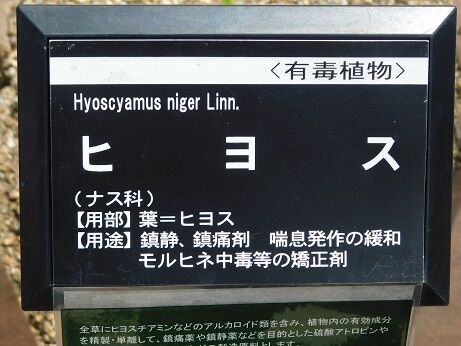 DSCN9266
