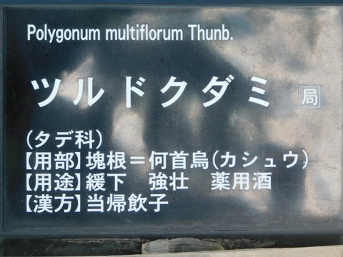 DSCN5398