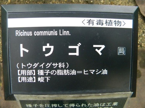 DSCN9666
