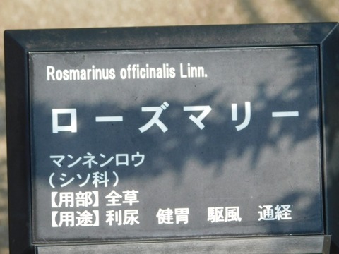DSCN6292