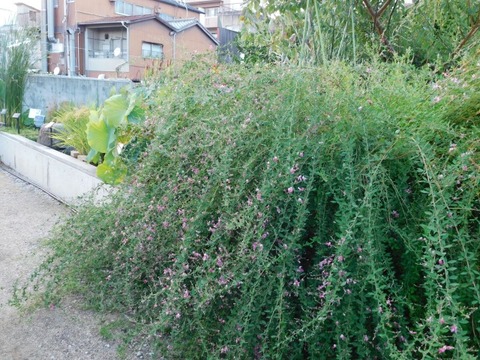 DSCN2748