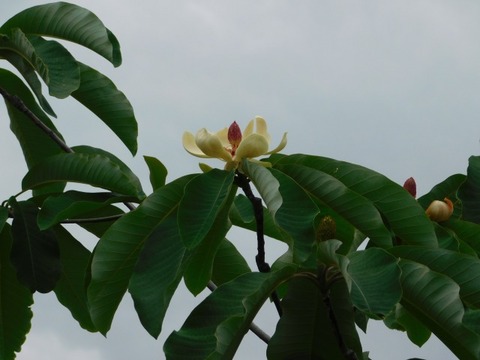 DSCN6753