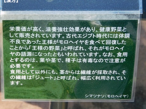 DSCN7417