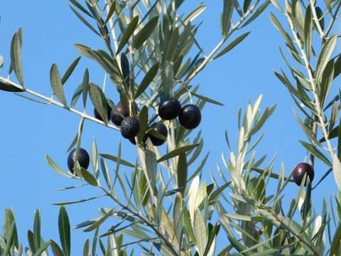 DSCN3298