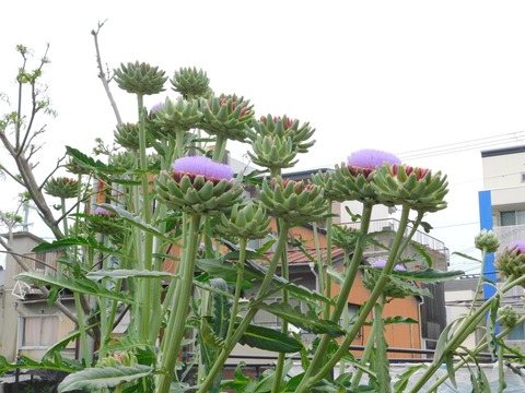 DSCN4260
