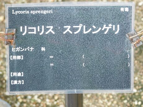 DSCN8417