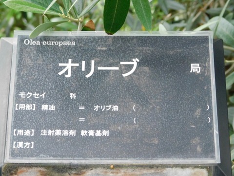 DSCN7011