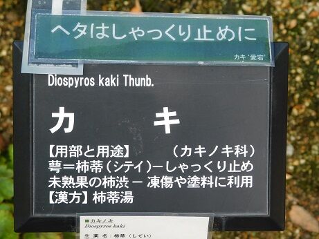 DSCN8607