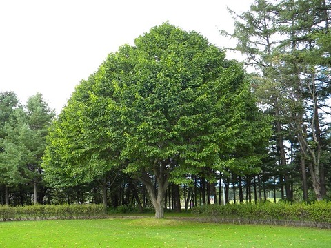 DSCN0741