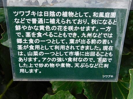 DSCN8865