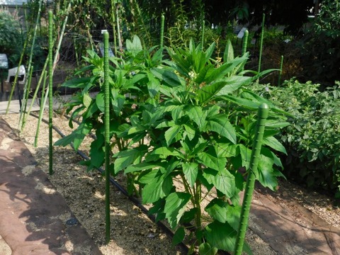 DSCN7314