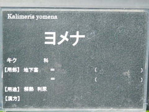 DSCN6990
