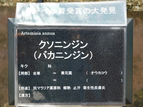 DSCN7325