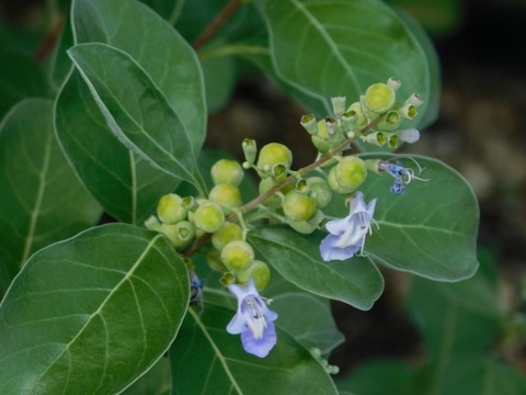 DSCN7289