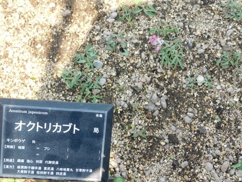 DSCN6296