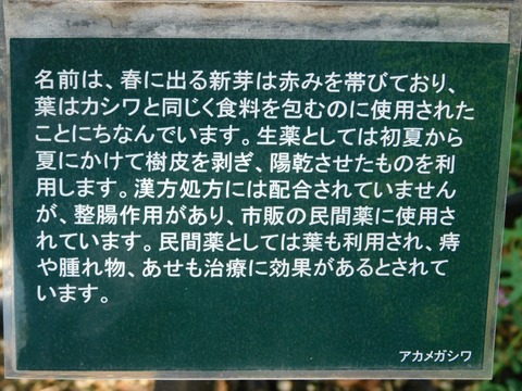 DSCN4474