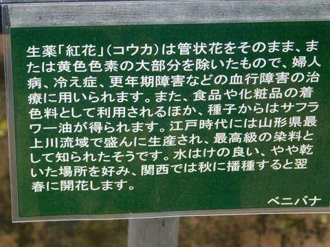 DSCN4313