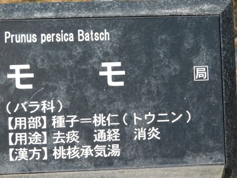 DSCN6342