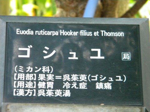 DSCN9894