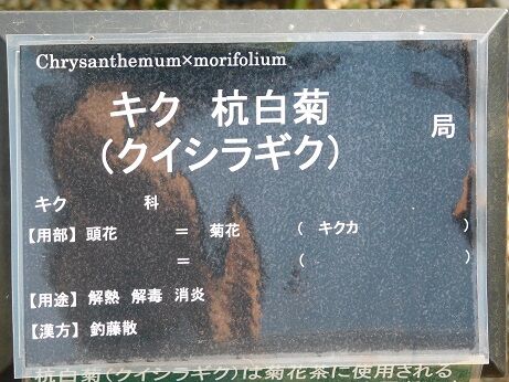 DSCN6575