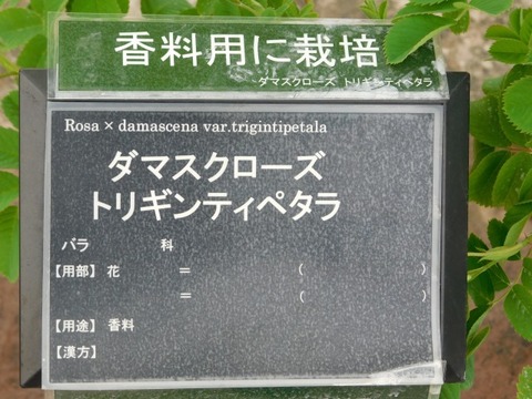 DSCN6445