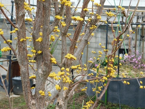 DSCN6245