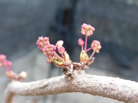 DSCN3619